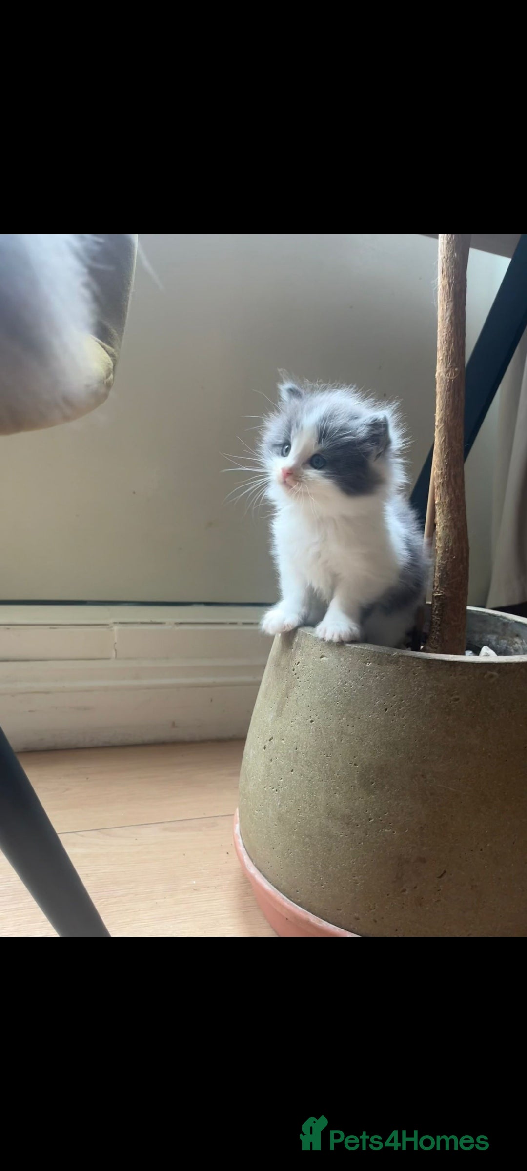 Ragdoll cats for sale: Ragdoll British shorthair kittens - Image 2