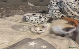 Ragdoll cats for sale: 5 ragdoll kittens GCCF  - Image 21