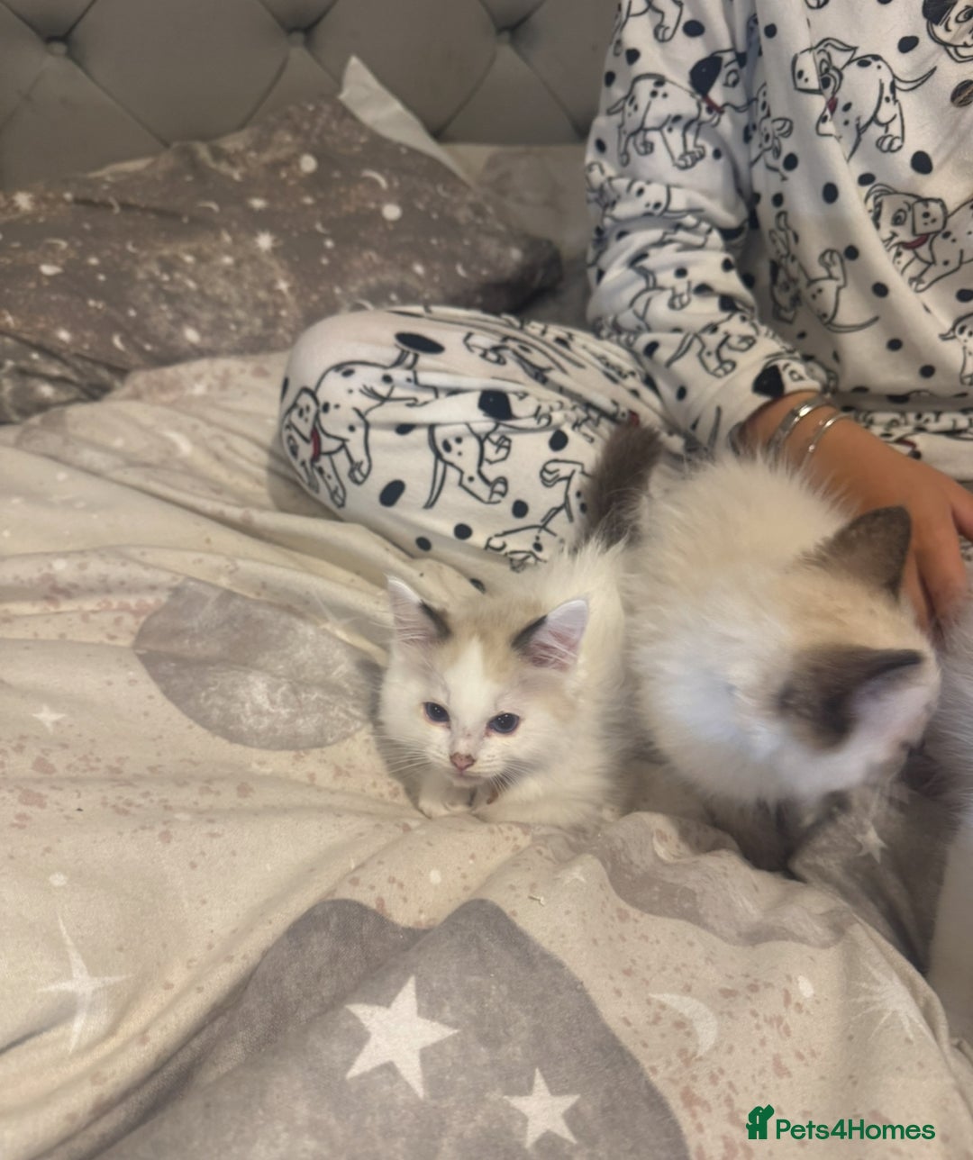 Ragdoll cats for sale: 5 ragdoll kittens GCCF  - Image 21