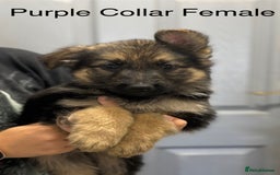 German Shepherd dogs for sale: 7 Beautiful Straight Backed German Shepherds💙🩷 - Image 4