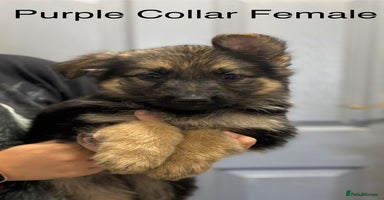 German Shepherd dogs - Advert 5