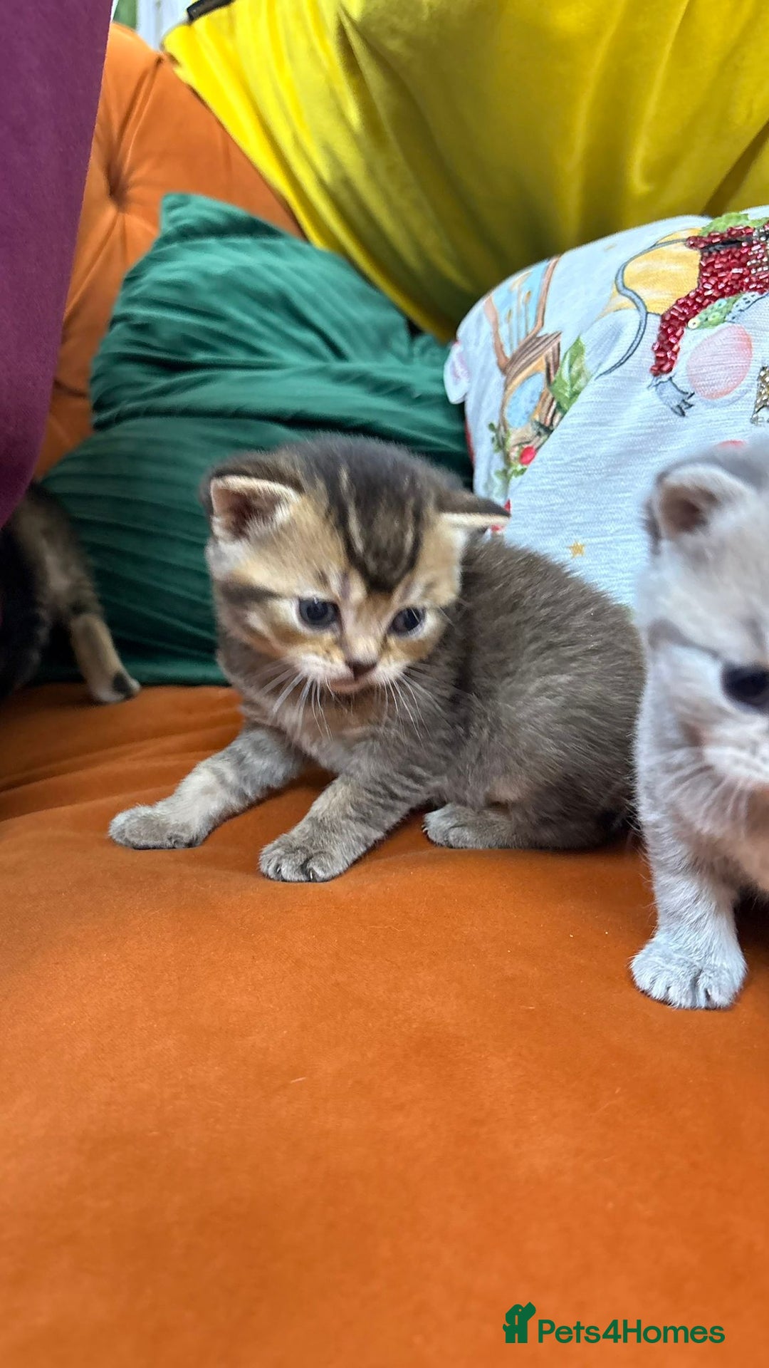 British Shorthair cats for sale: British shorthairs and Scottish straights - Advert 27