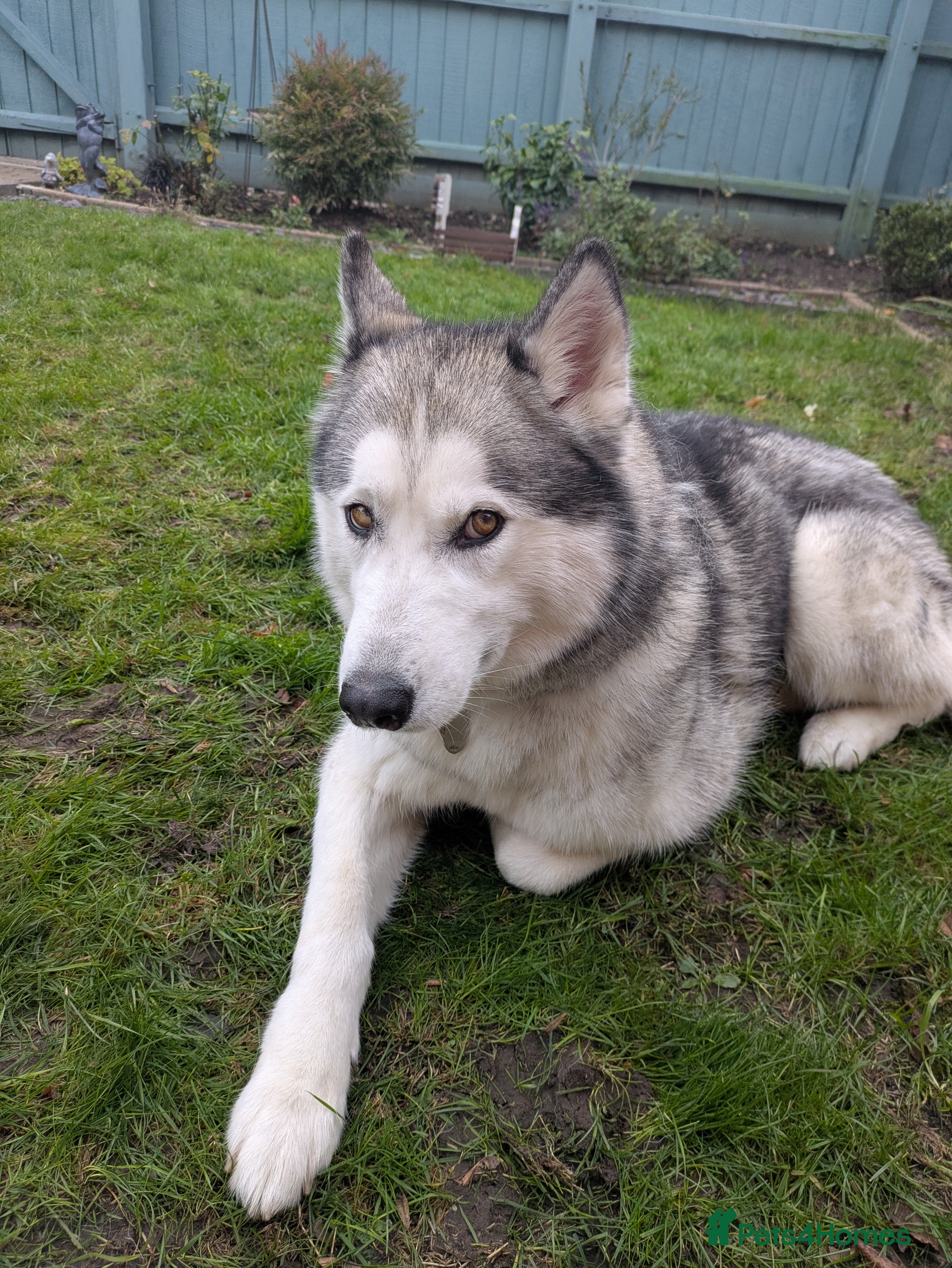 Siberian Husky dogs Beautiful and loving Siberian husky - Advert 4