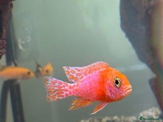 Cichlids fish - Advert 8