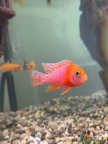 Cichlids fish - Advert 4