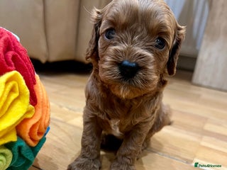 Cavapoo dogs ♥️Fabulous Toy Cavapoo Puppies KC Reg parents✨ - Advert 1