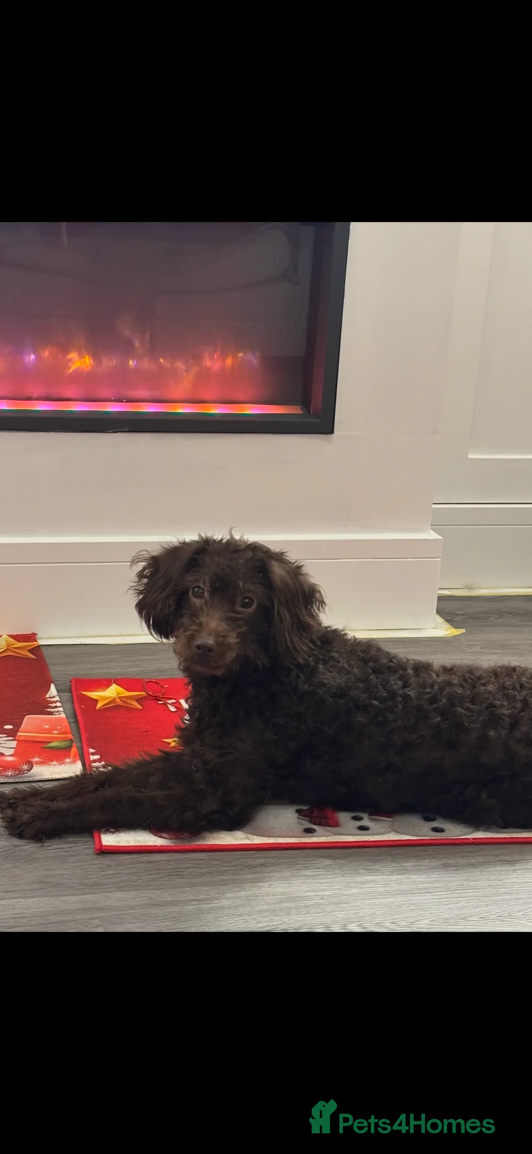 Labradoodle dogs for sale: Multigenerational labradoodles  - Advert 1