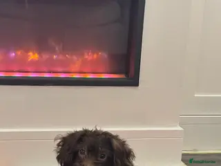 Labradoodle dogs Multigenerational labradoodles - Advert 1