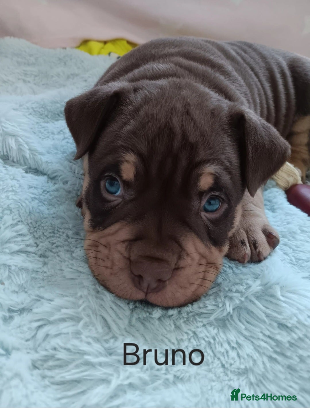 American Bully dogs Chocolate tri classic bullys - Advert 3