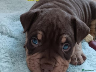 American Bully dogs Chocolate tri classic bullys - Advert 14