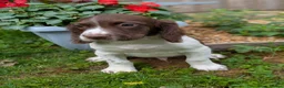 English Springer Spaniel dogs for sale: Ready to go! 1st vaccines Traditional KC reg  - Advert 2