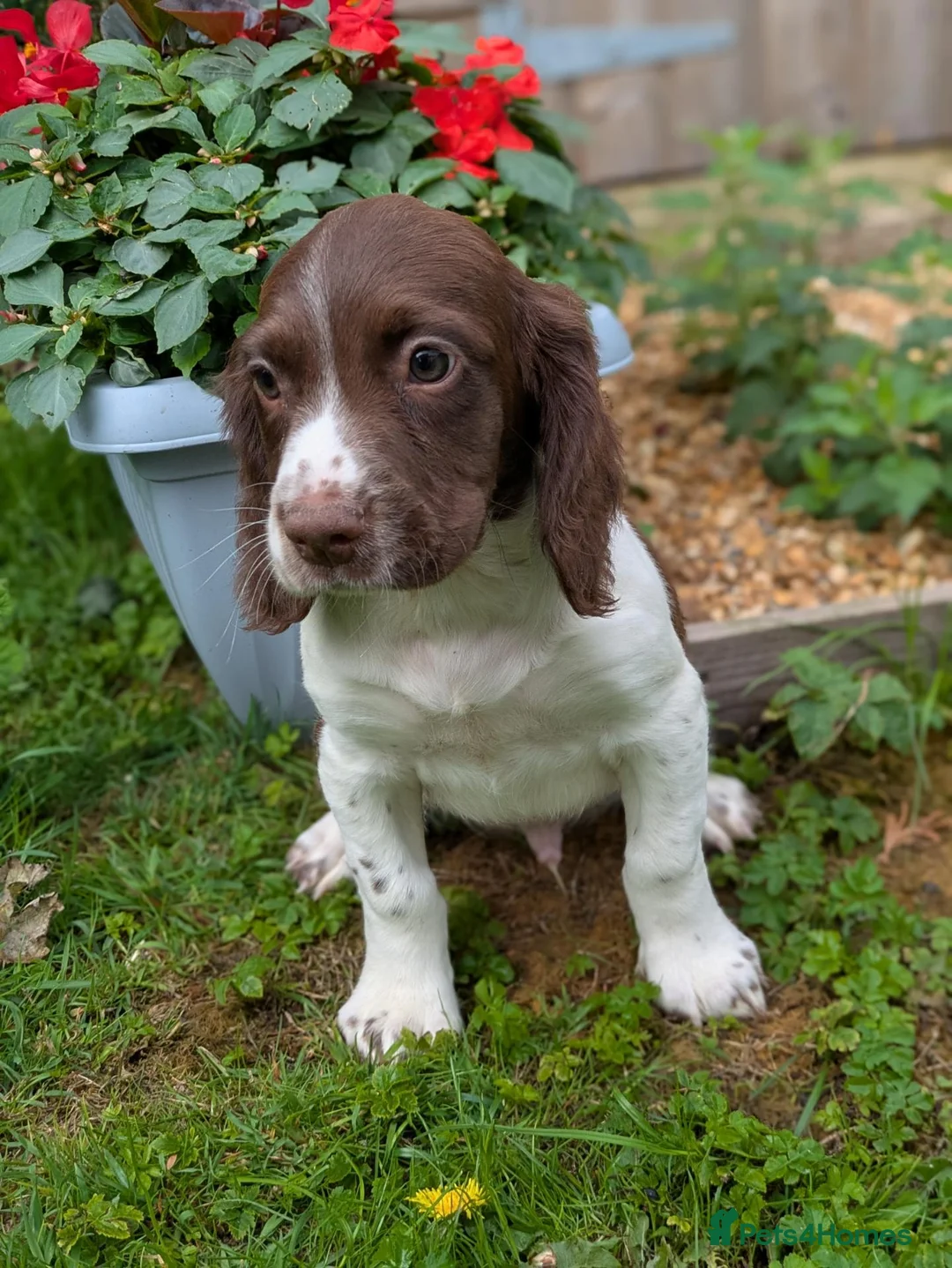 English Springer Spaniel dogs for sale: Ready to go! 1st vaccines Traditional KC reg  - Advert 2
