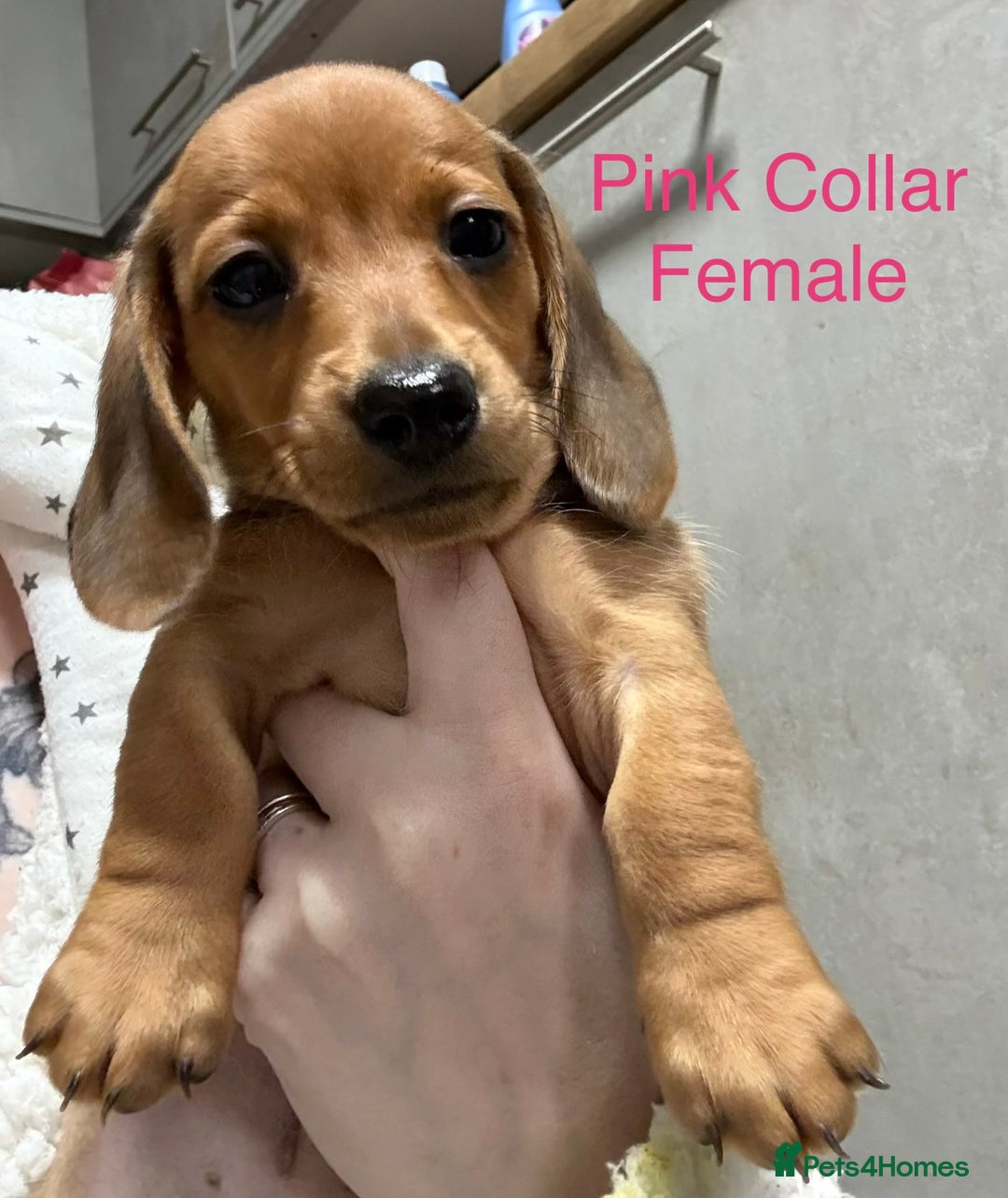 Miniature Dachshund dogs for sale: Miniature Dachshund Puppies💕 - Advert 32