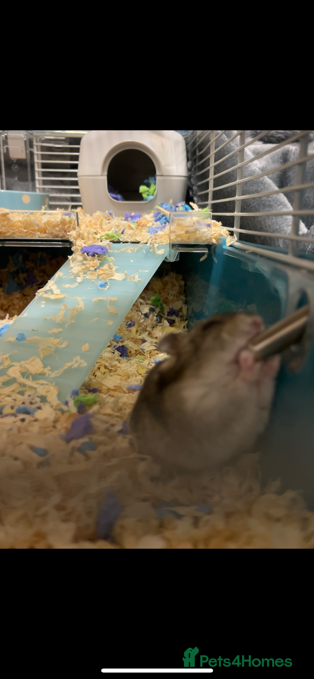 Hamster rodents for sale: Baby dwarf hamster 9 weeks - Advert 5