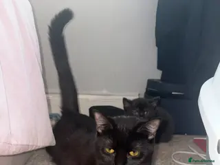 Mixed Breed cats Beautiful Calico Kitten - Advert 3