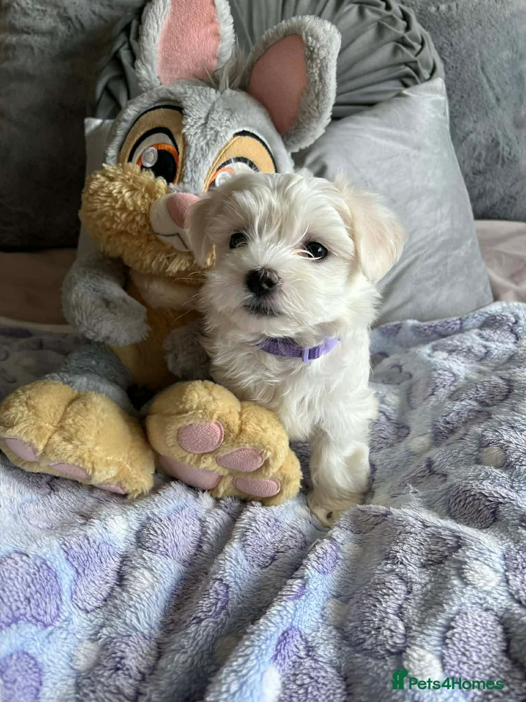 Maltese dogs for sale: Gorgeous tiny Korean Maltese puppies 🐶  - Advert 3