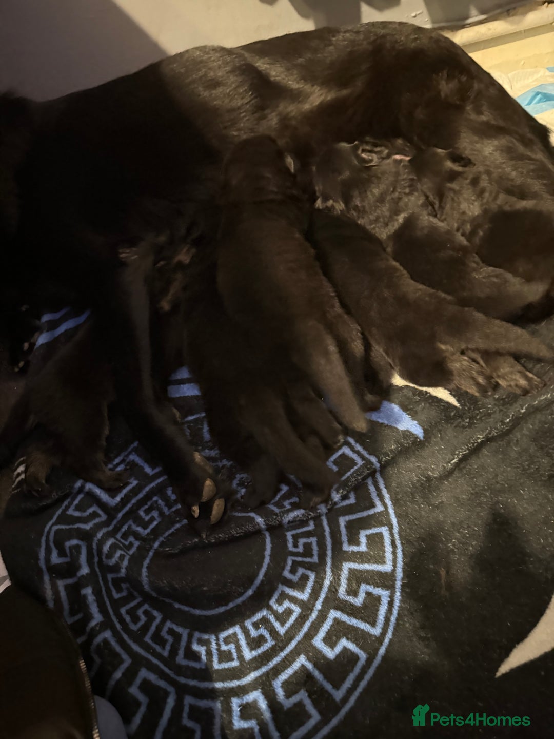 German Shepherd dogs for sale: Puppy’s for sale - Advert 9