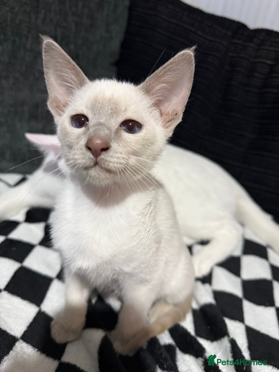 Siamese cats for sale: oriental siamese male - Advert 6