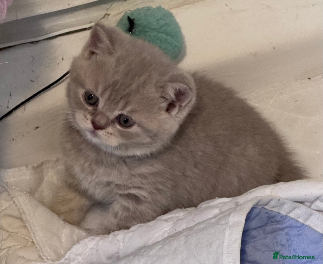 British Shorthair cats for sale: Purebred amazing BSH kittens - Advert 28