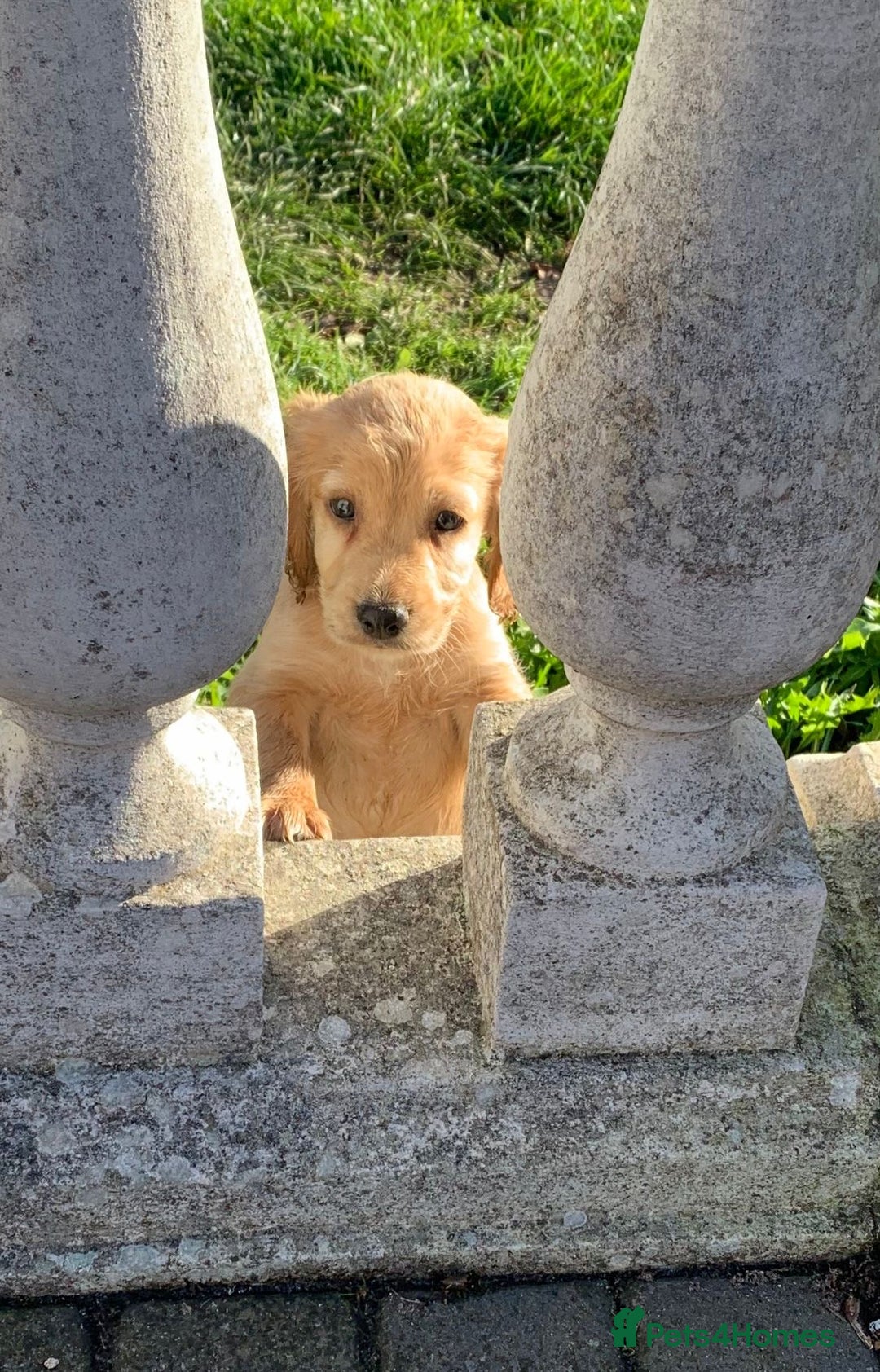 Cocker Spaniel dogs for sale: Cocker spaniel puppies for sale  - Advert 5