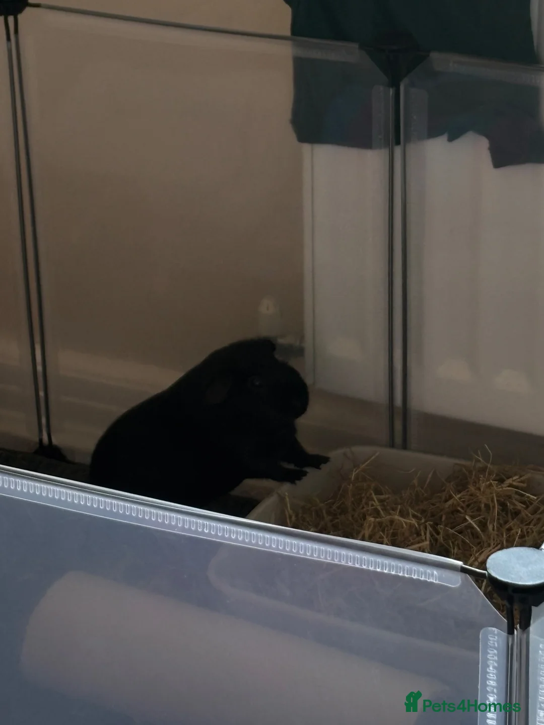 Guinea Pig rodents for sale: Lone male guinea pig  in Liverpool - Advert 4