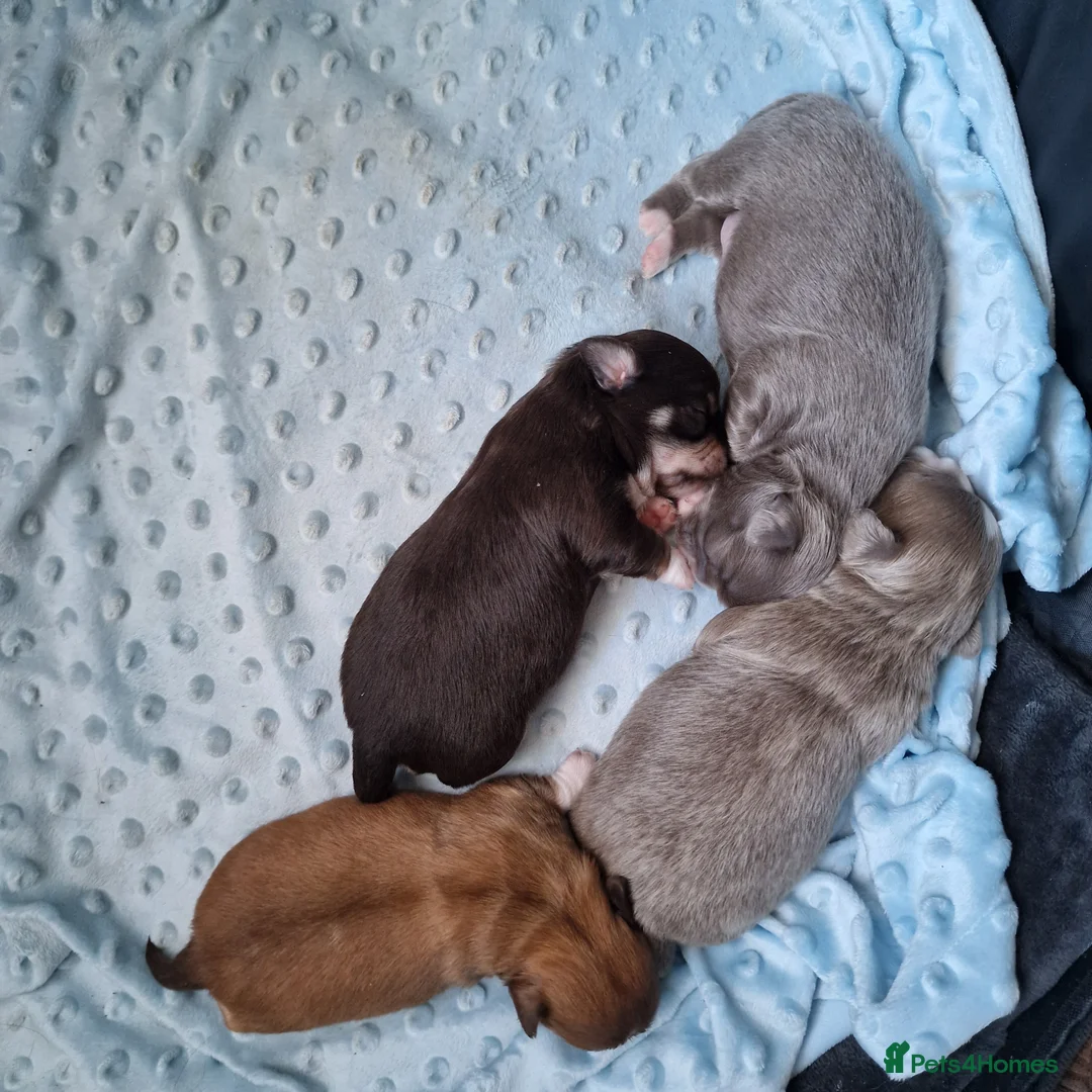 Chihuahua dogs for sale: Beautiful Chihuahua Puppies  - Advert 20