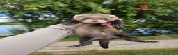 Ferret rodents for sale: Ferret hobs  - Advert 3