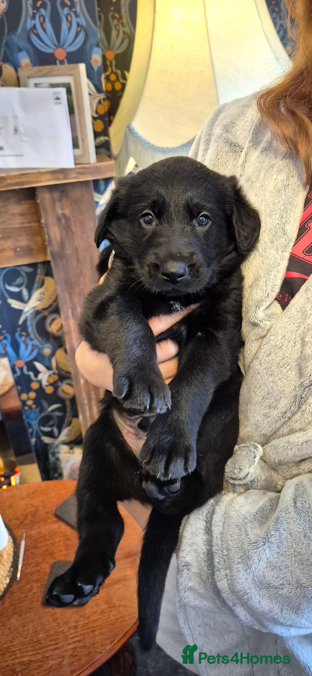 Mixed Breed dogs for sale: Beautiful sheprador puppies  - Advert 6