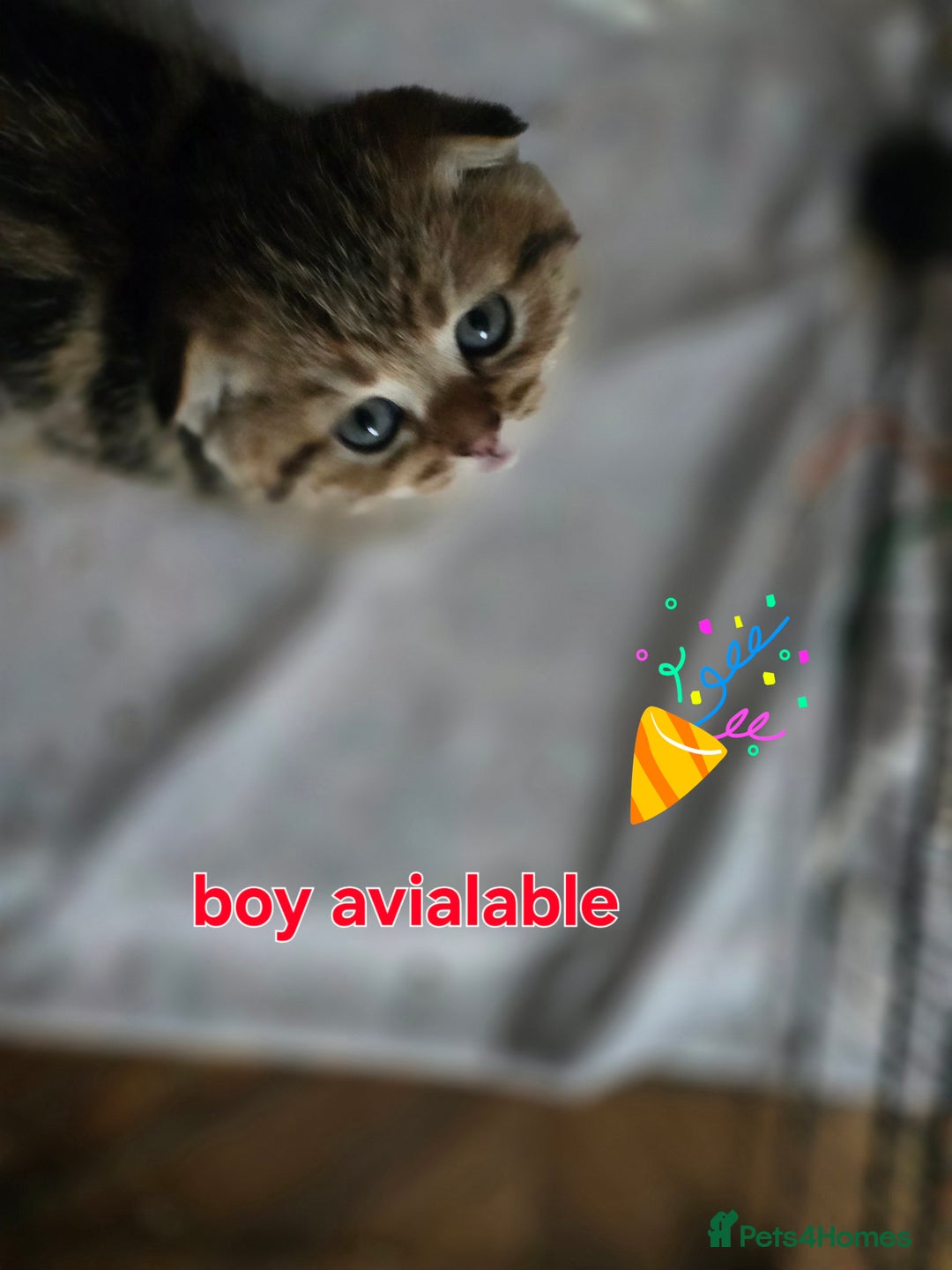 British Shorthair cats for sale:  😘 LAST BOY kittens with rare colouring🥰 - Advert 12