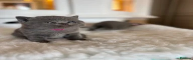 British Shorthair Kitten 3