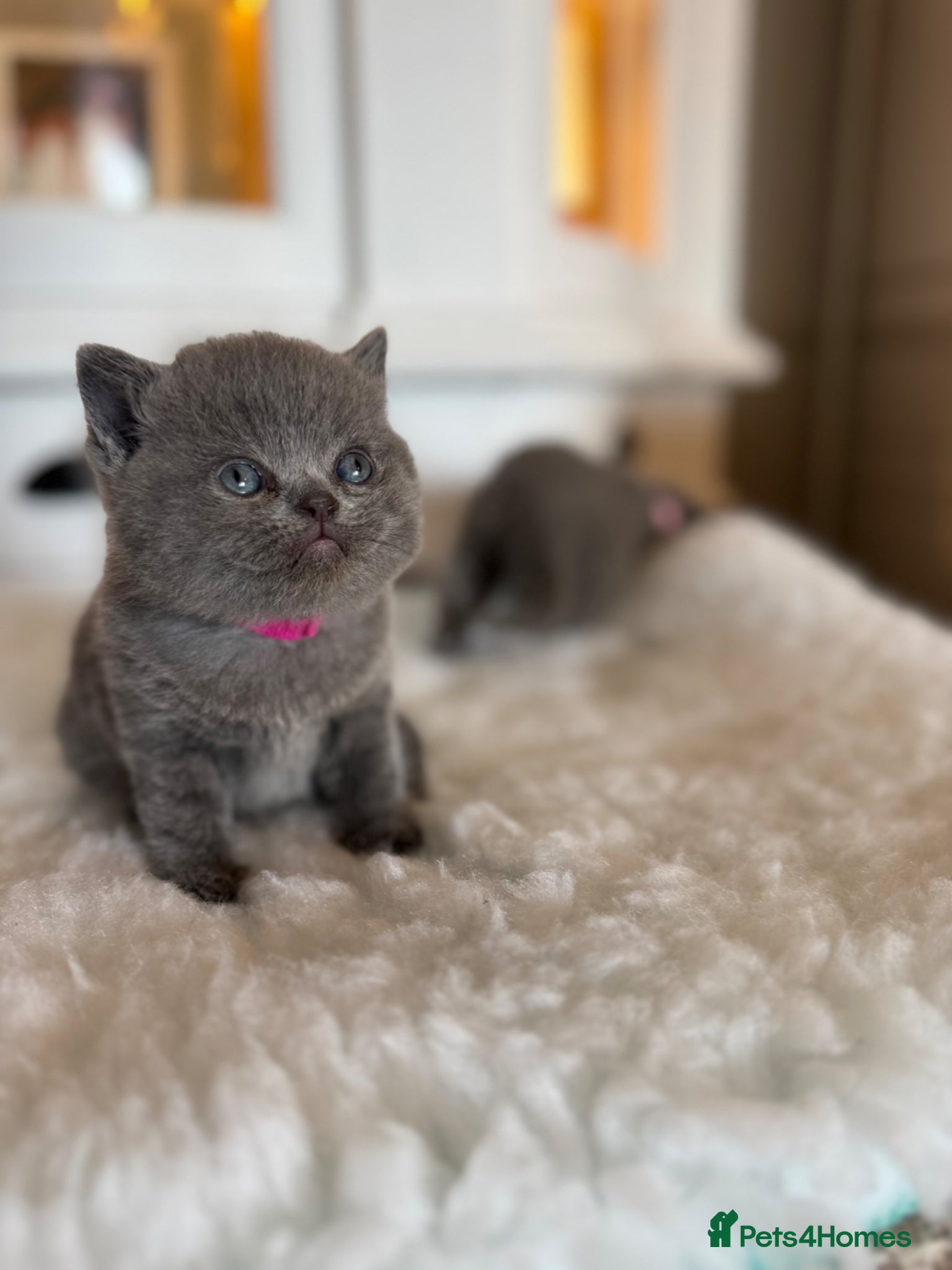 British Shorthair cats for sale: Beautiful British shorthair kittens  in Cardiff - Advert 5