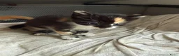 Domestic Shorthair cats for sale: Stunning Domestic Shorthair Kittens - Advert 8