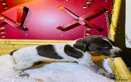 German Shorthaired Pointer dogs for sale: ⭐ 6 adorable German shorthaired pointer puppies ⭐️ - Advert 20