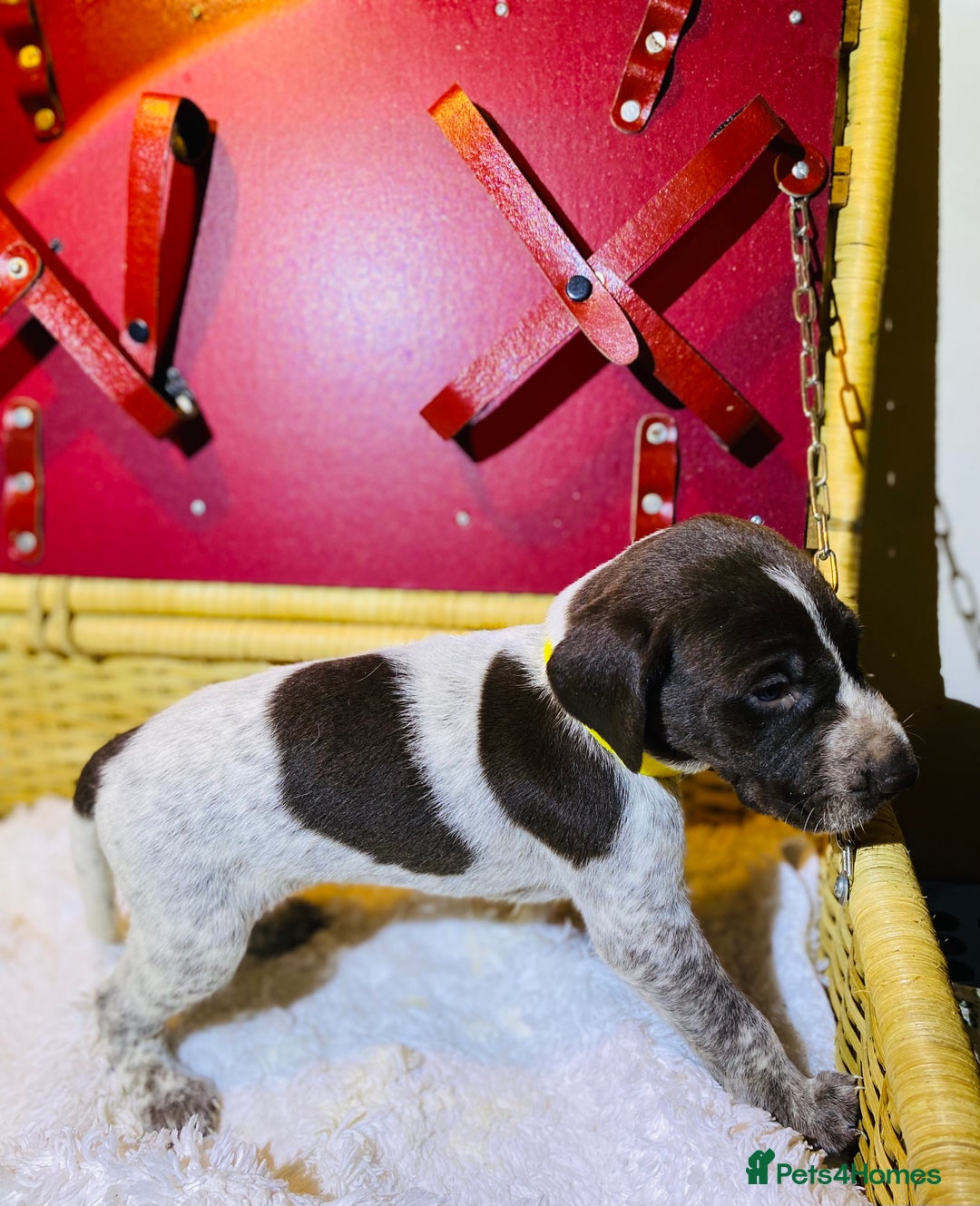 German Shorthaired Pointer dogs for sale: ⭐ 6 adorable German shorthaired pointer puppies ⭐️ - Advert 20