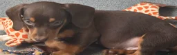 Miniature Dachshund dogs for sale: Stunning miniature dachshund puppies - Advert 20