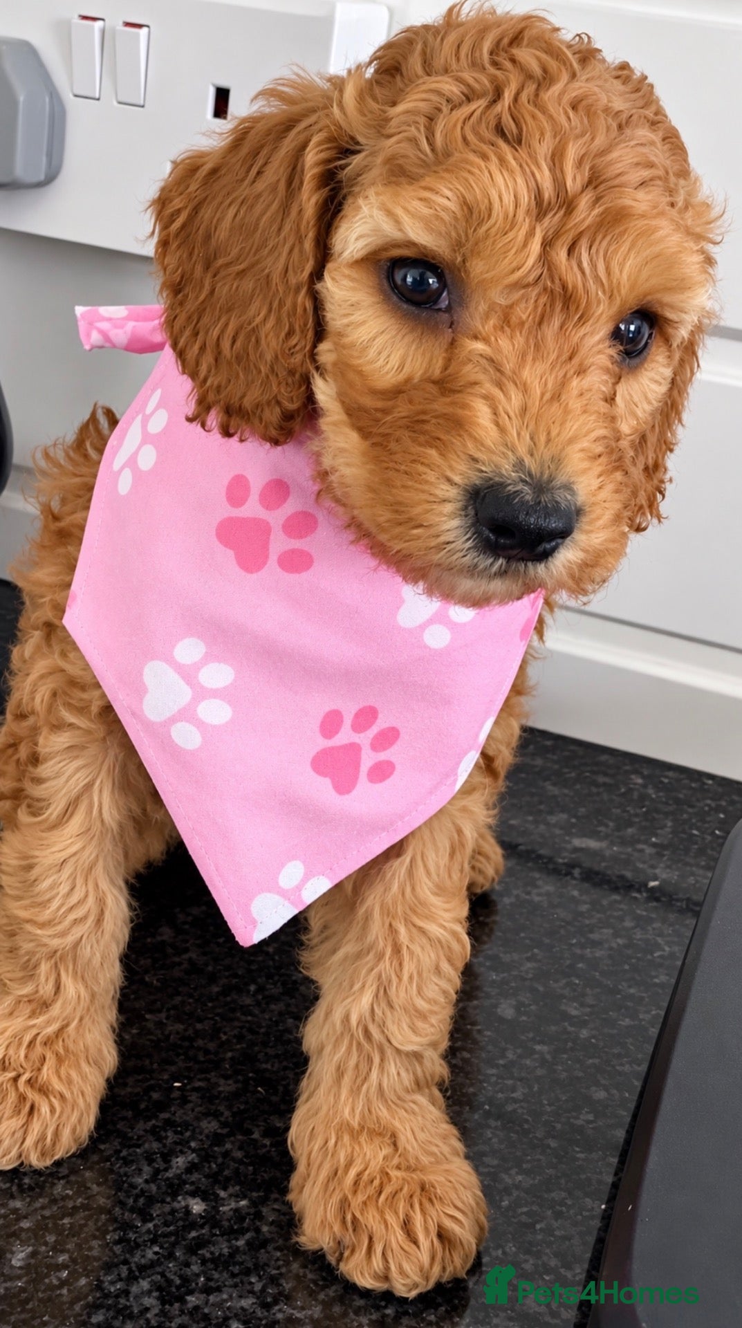 Cockapoo dogs Beautiful gitl very curly F1b  cockapoo  - Advert 3