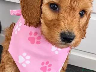 Cockapoo dogs Beautiful gitl very curly F1b cockapoo - Advert 3