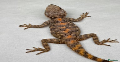 Lizard reptiles - Advert 12