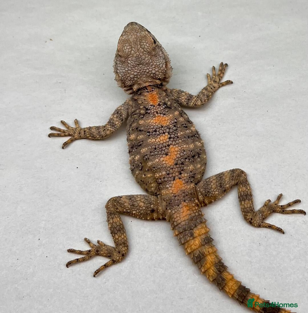 Lizard reptiles for sale: Painted Agamas - Image 2