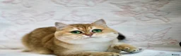 British Shorthair cats for sale: BSH Retired Queen, very young  - Advert 7