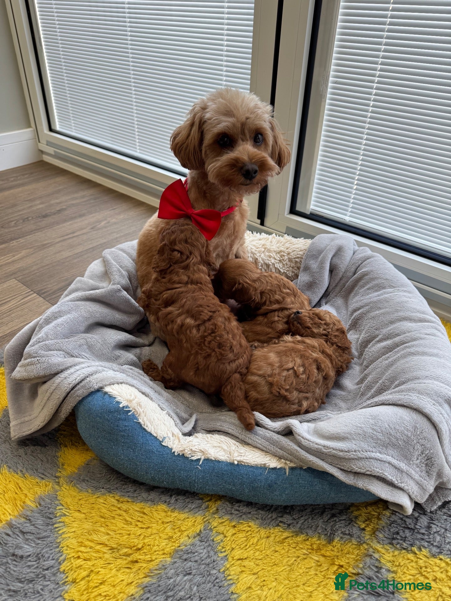 Cavapoo dogs 2 male Cavapoo puppies - Advert 2