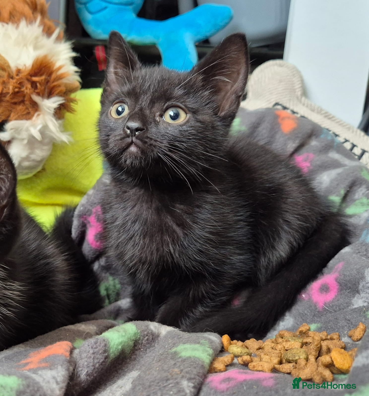 Mixed Breed cats 2 kittens left 8 weeks old  - Advert 7