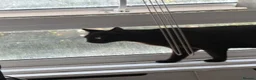 Domestic Shorthair cats for sale: URGENT | 0£ Giving up one of my cats for adoption in London - Advert 4