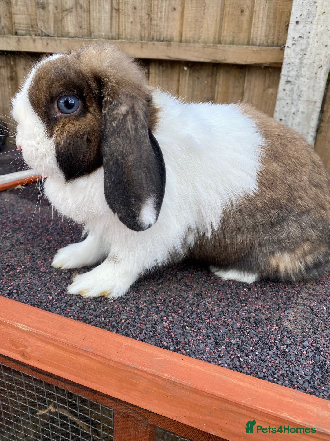 Mini Lop rabbits for sale: Mini lops  - Image 13