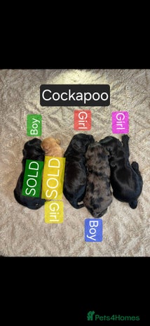 Cockapoo dogs Cockapoo puppies 🐶 only 3 left! - Advert 9