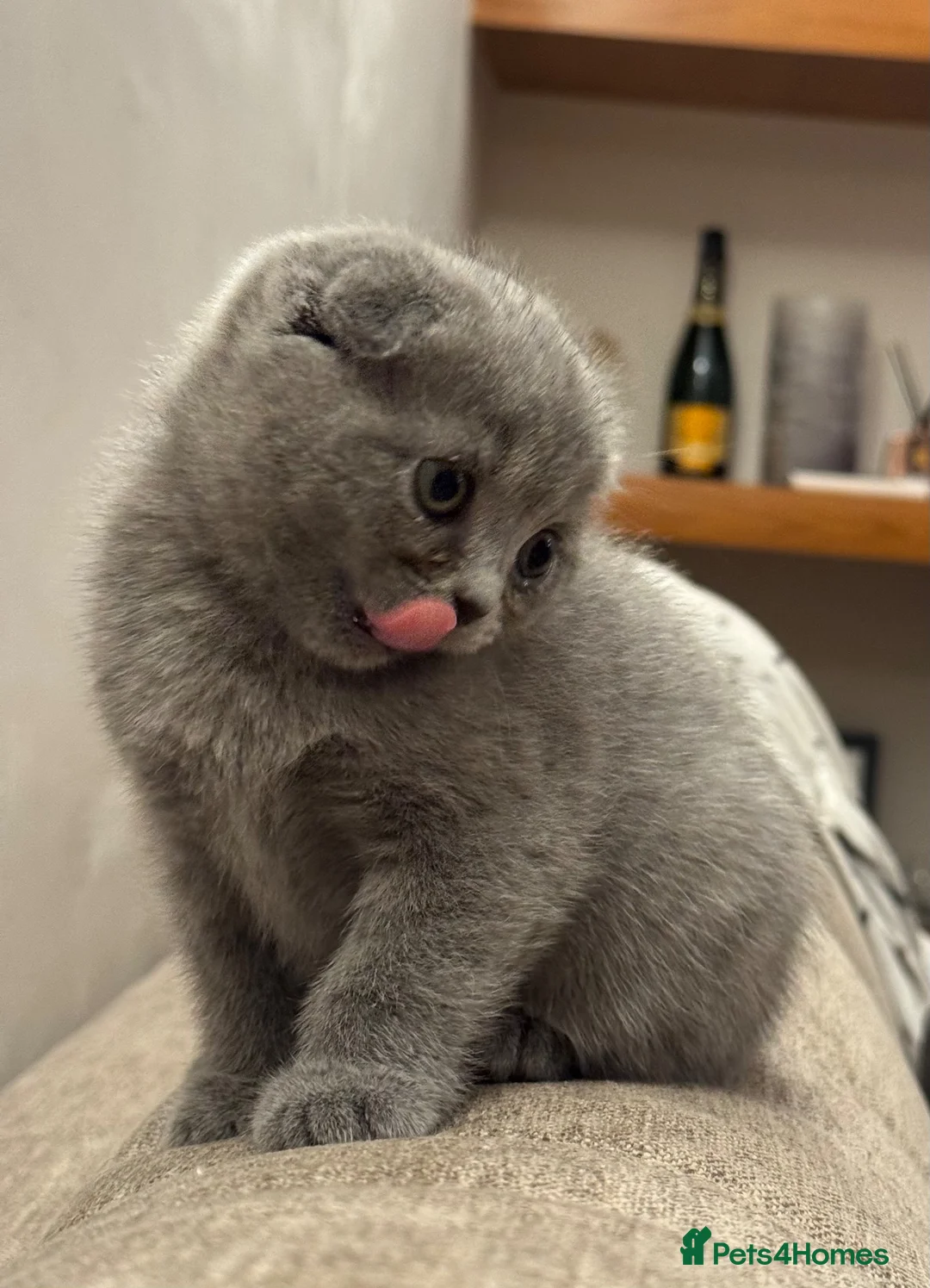 Scottish Fold cats for sale: 💙 Beautiful Blue Scottish Fold Girl - Advert 2