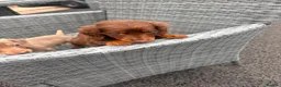 Miniature Dachshund dogs for sale: miniture dachshund - Advert 14