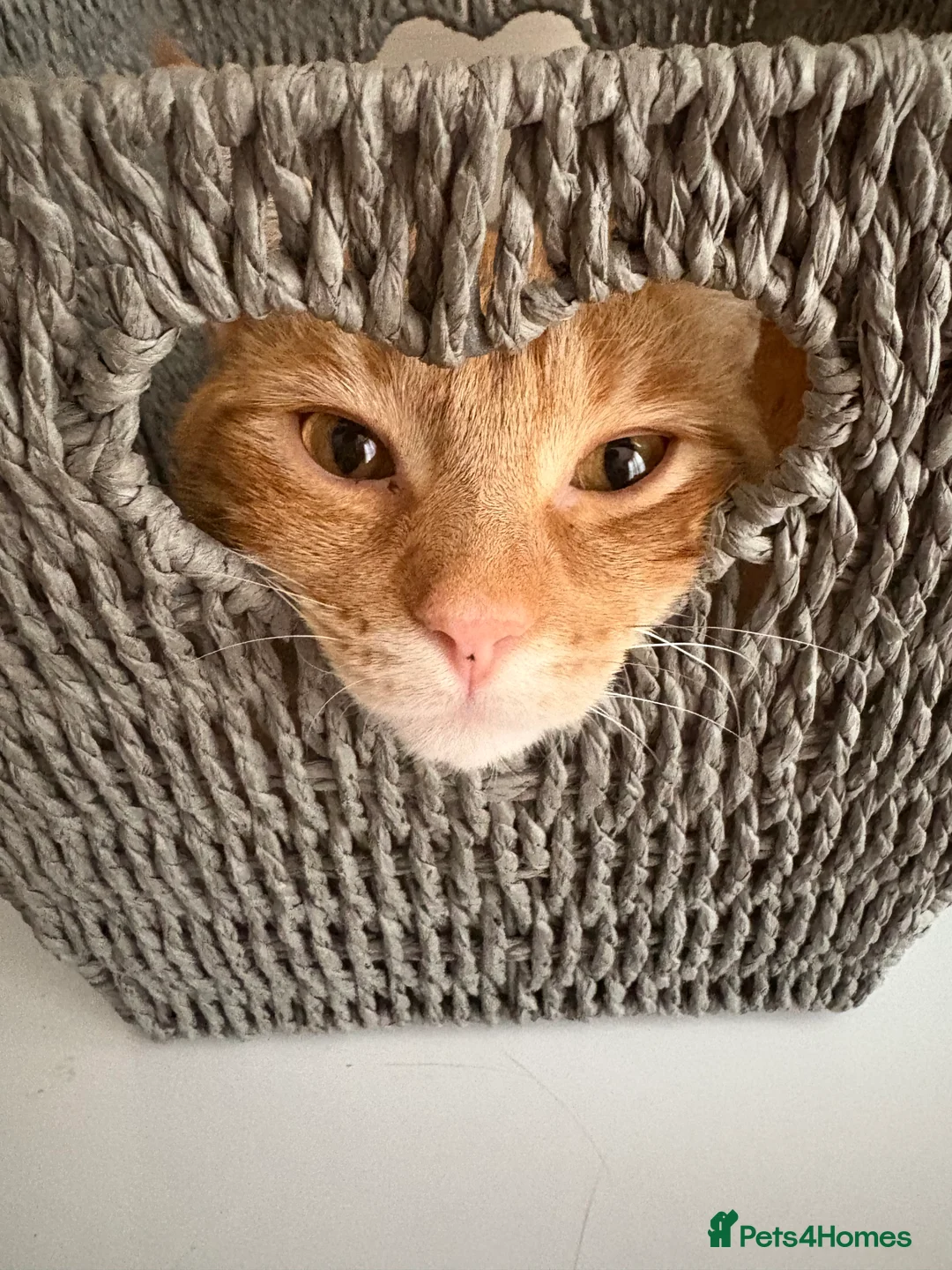 American Shorthair cats for sale: Ginger Tom  - Advert 4