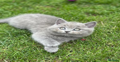British Shorthair cats - Advert 4