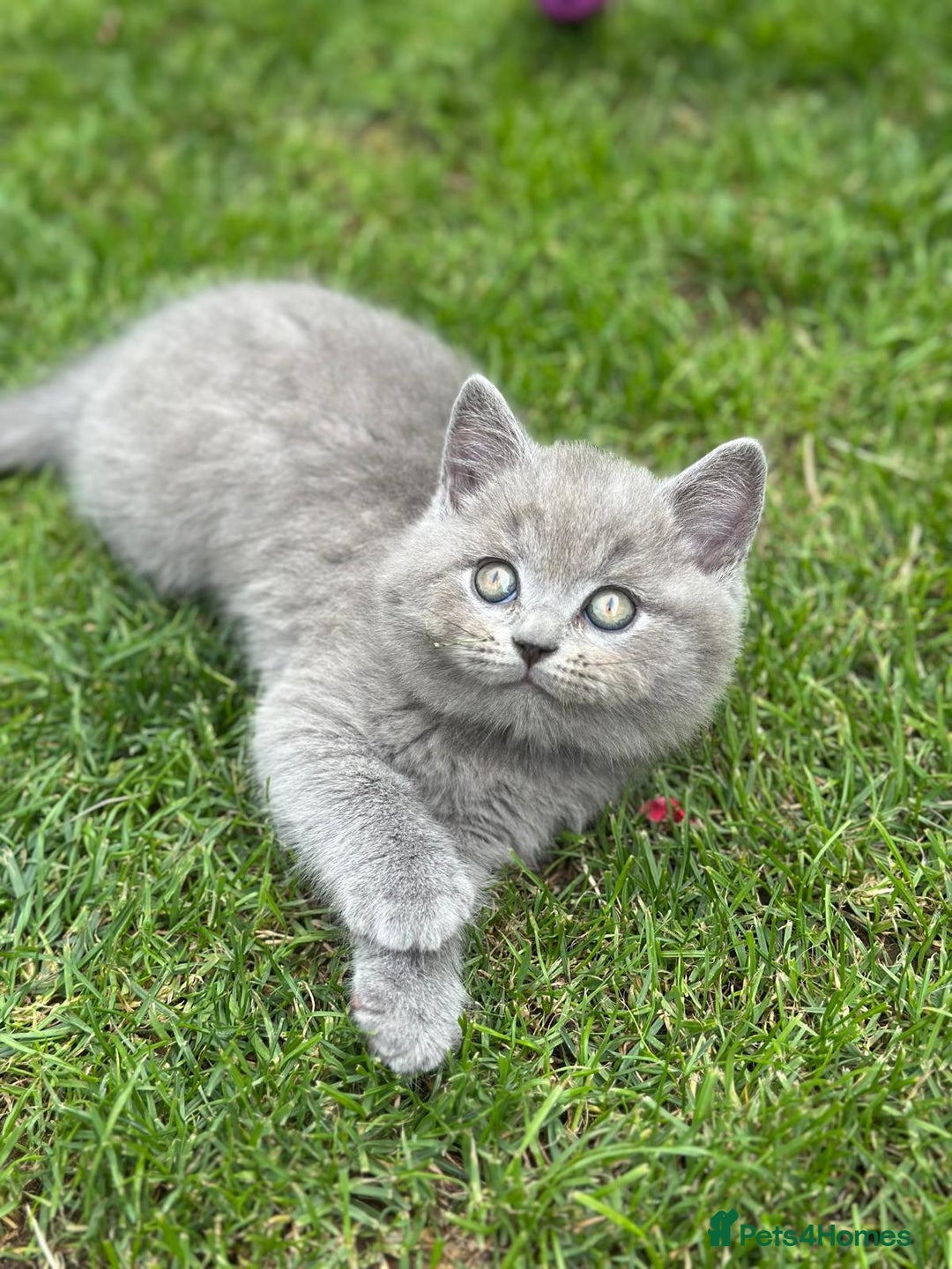 British Shorthair cats for sale: I'll give it into good hands. - Image 2